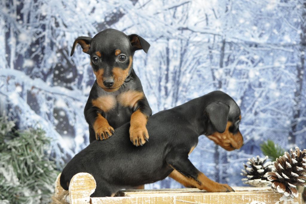 Of devil inside - Chiot disponible  - Pinscher nain