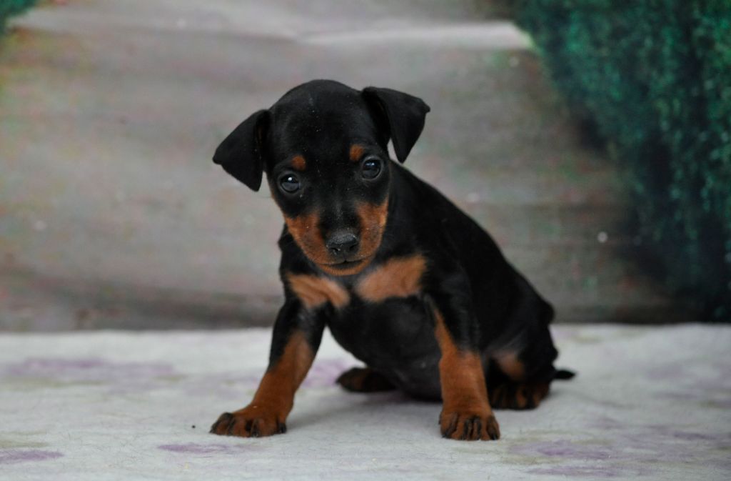 Of devil inside - Chiot disponible  - Pinscher nain
