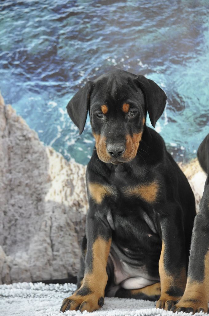 Of devil inside - Chiot disponible  - Dobermann