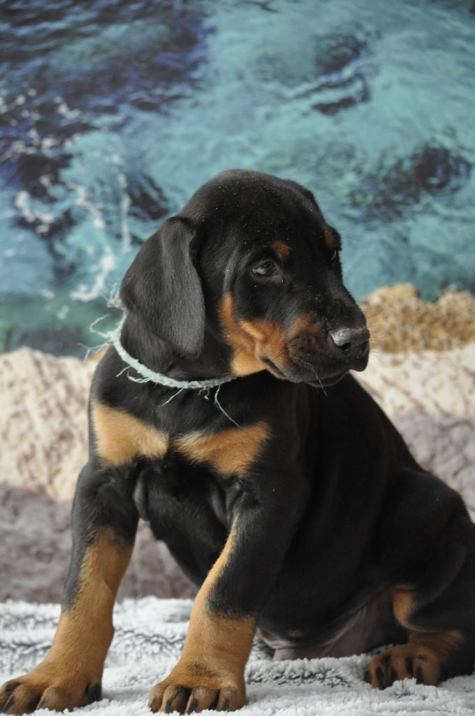 Of devil inside - Chiot disponible  - Dobermann