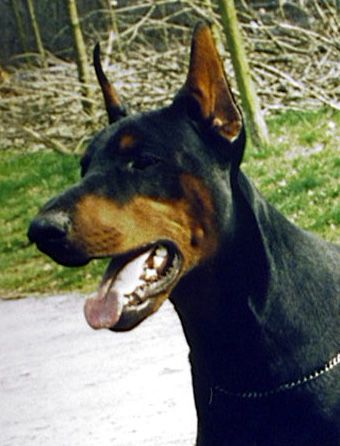 CH. Graaf demonn Van neederlands stam