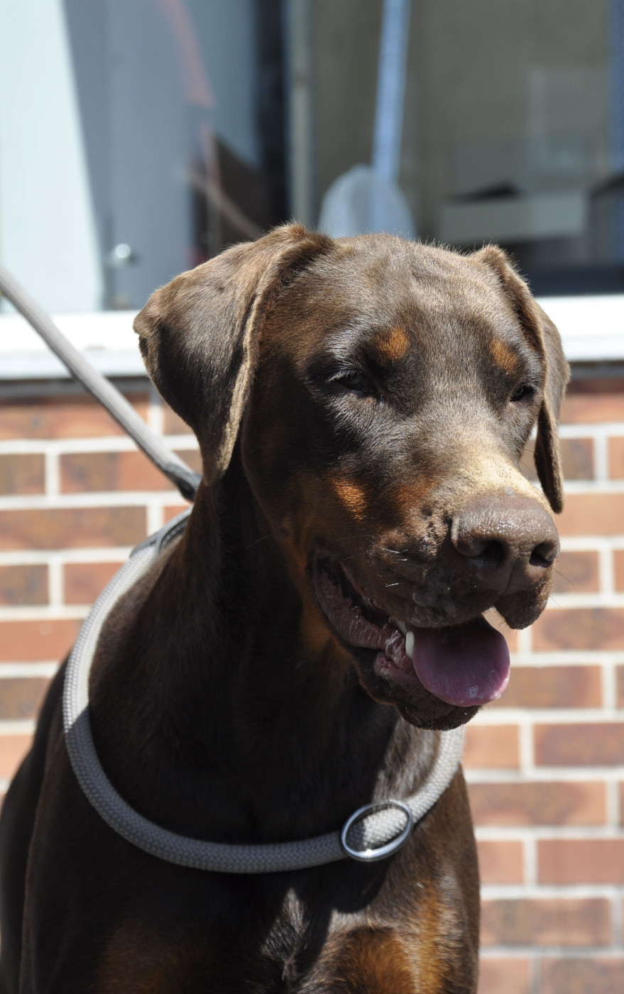 pride of russia Phenomene