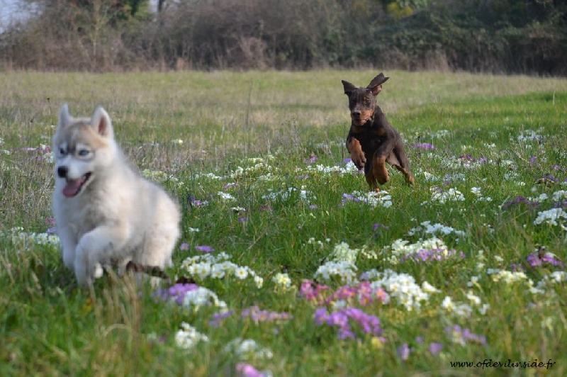 Vive le printemps