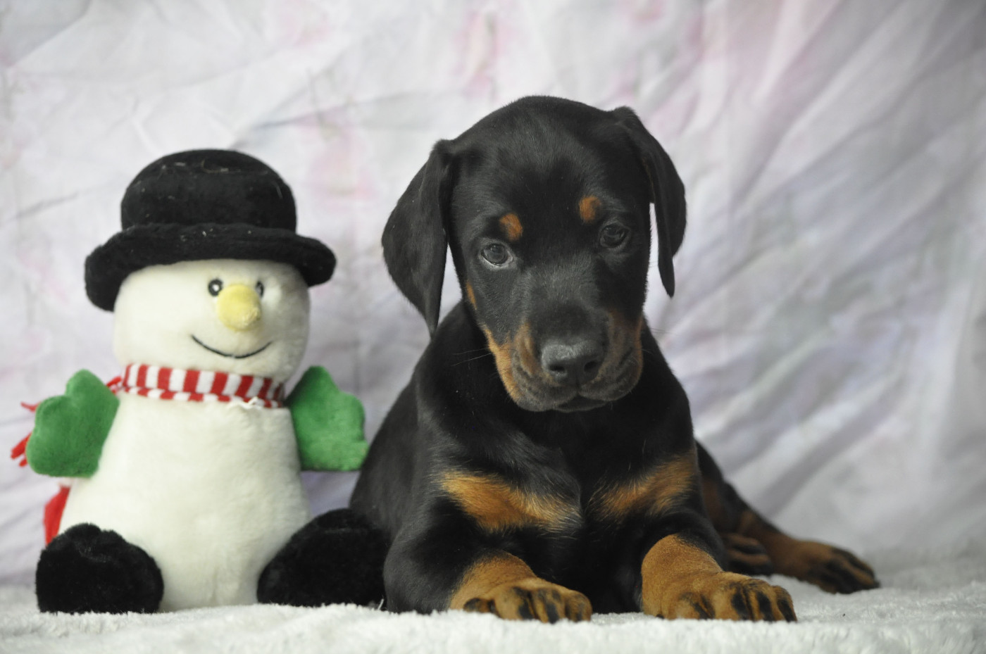 Of devil inside - Chiots disponibles - Dobermann