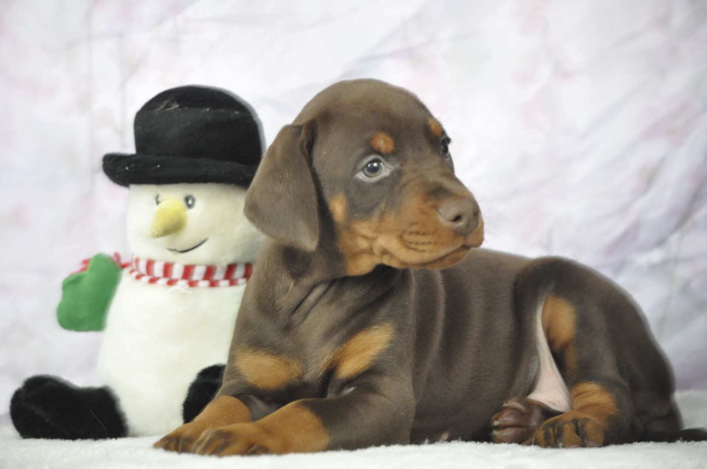 Of devil inside - Chiots disponibles - Dobermann