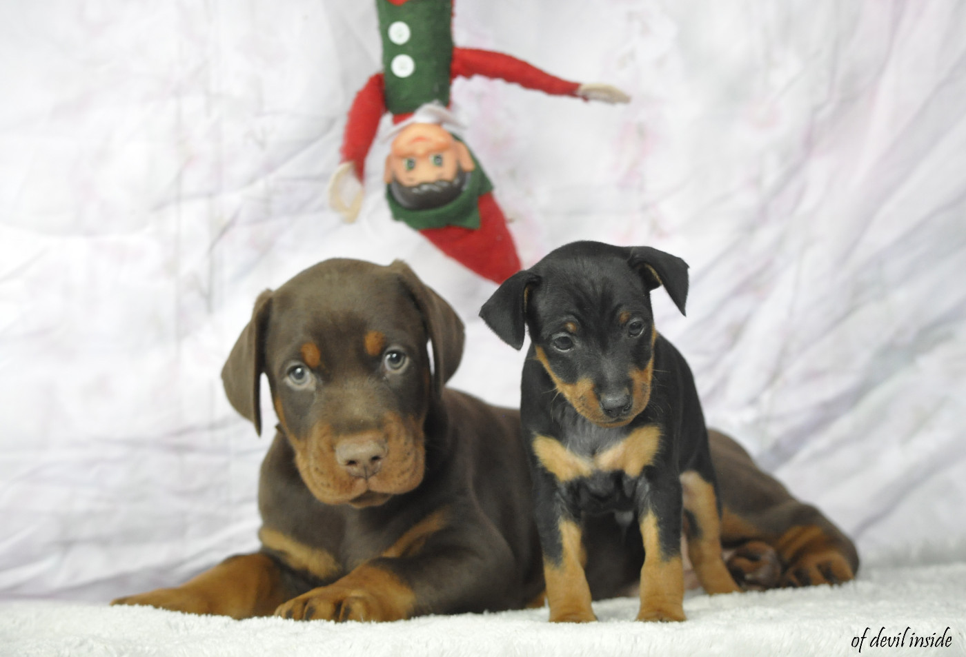 Chiot Dobermann Of devil inside