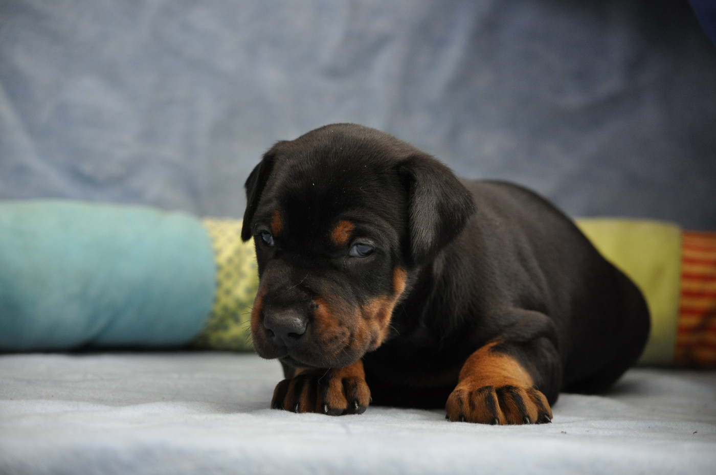 Of devil inside - Chiots disponibles - Dobermann