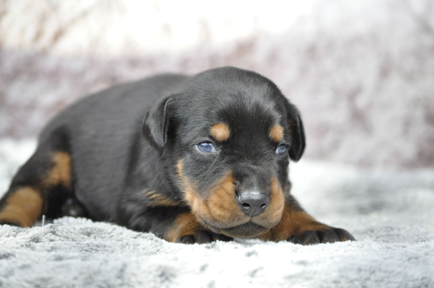 Of devil inside - Chiots disponibles - Dobermann
