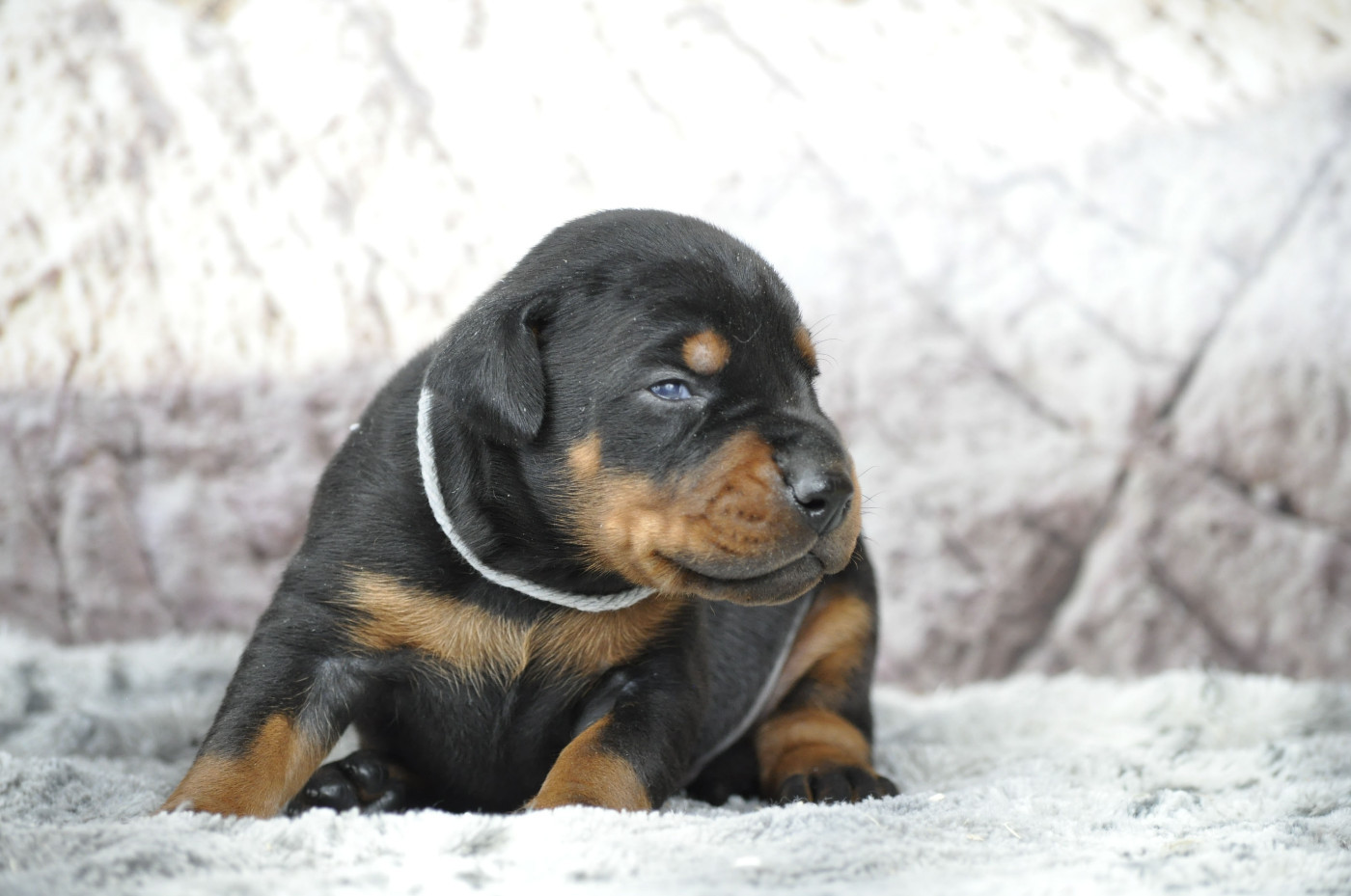 Chiot Dobermann Of devil inside