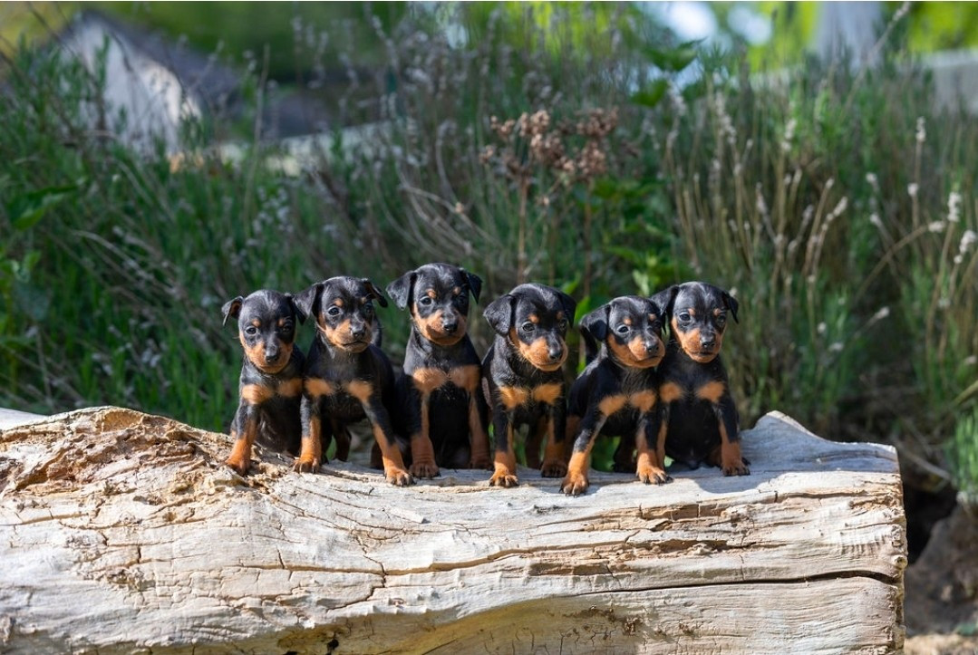 Chiot Pinscher nain Of devil inside