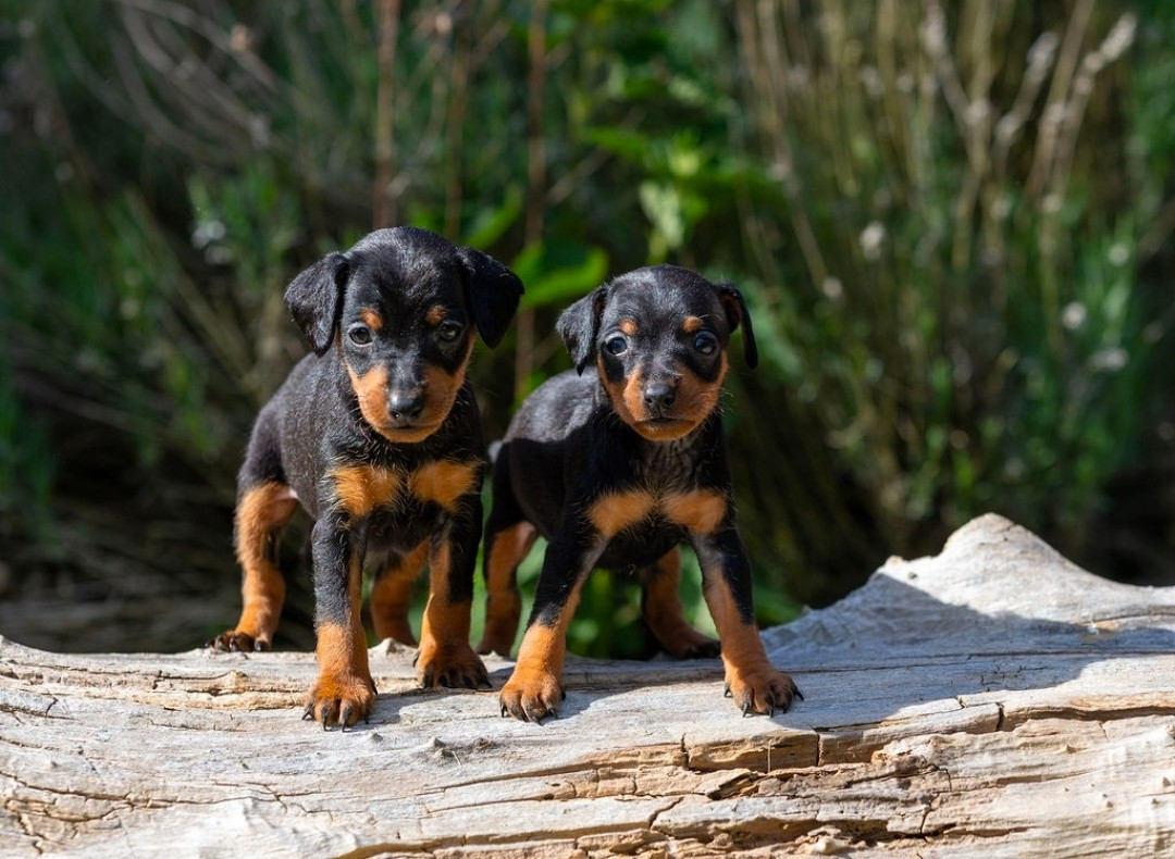 Of devil inside - Chiots disponibles - Pinscher nain