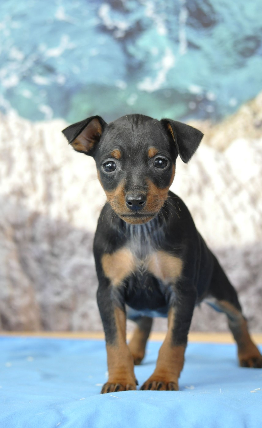 Of devil inside - Chiots disponibles - Pinscher nain