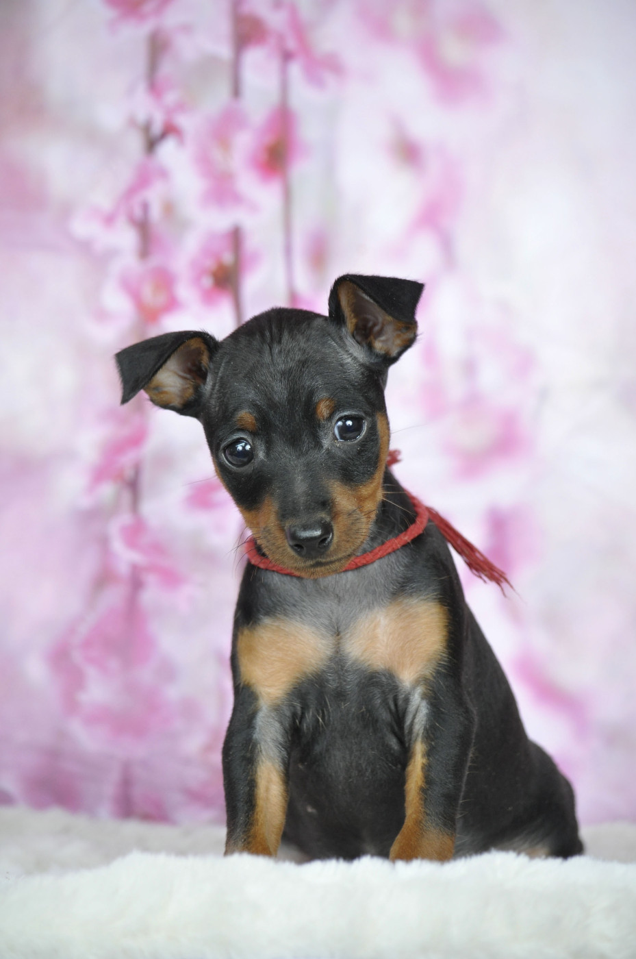 Of devil inside - Chiots disponibles - Pinscher nain