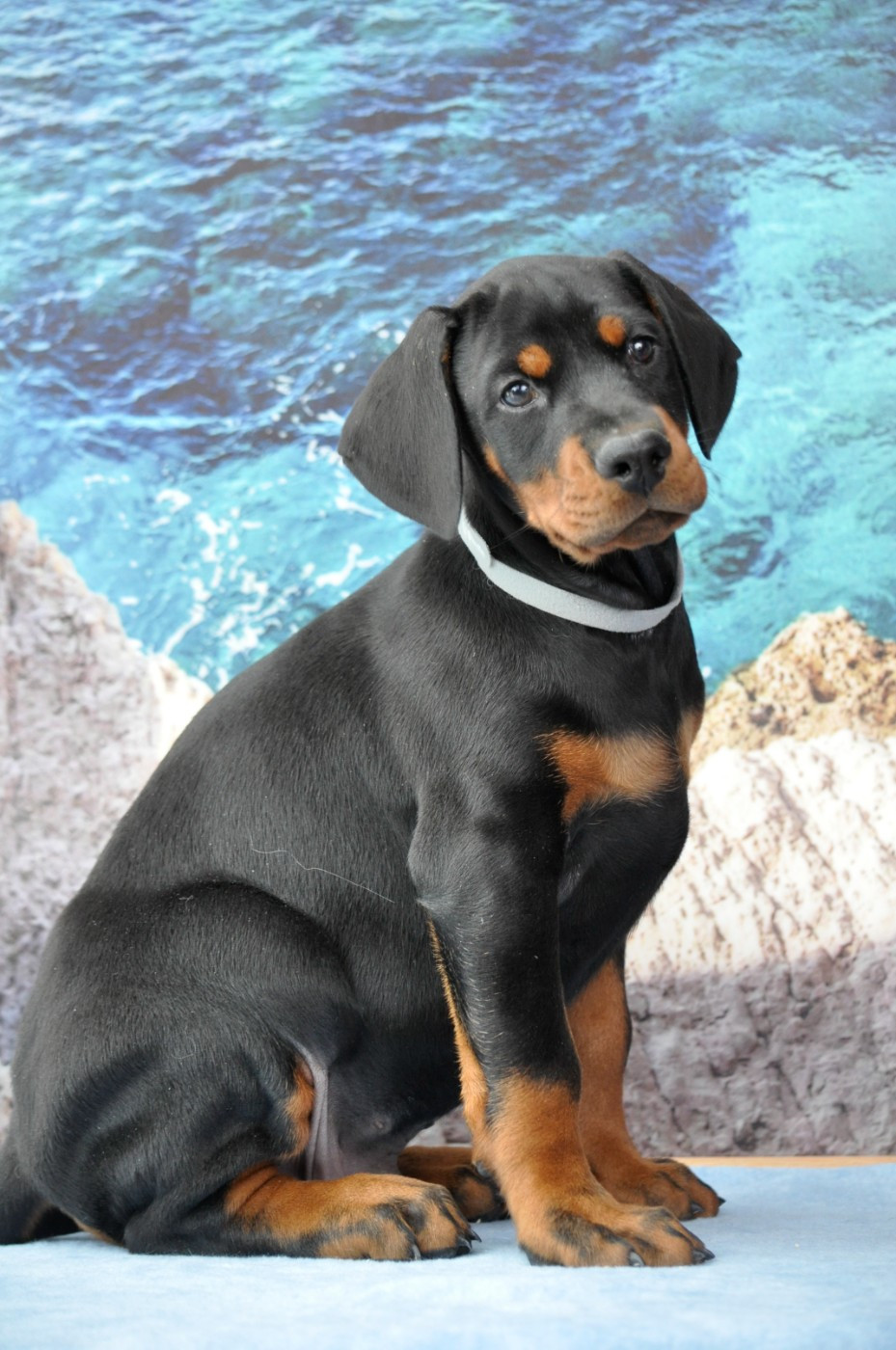 Of devil inside - Chiots disponibles - Dobermann