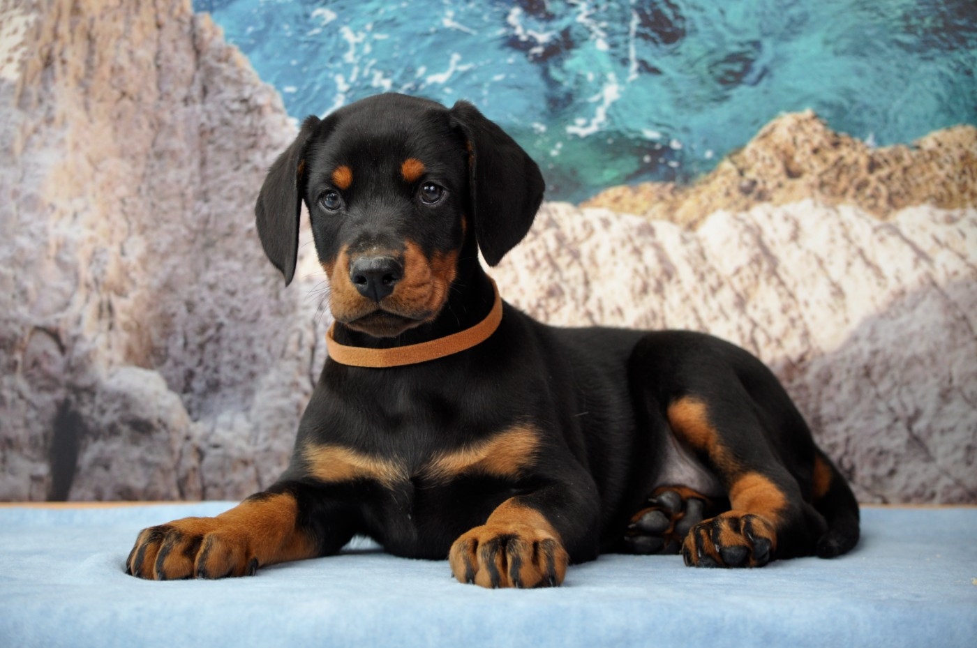 Of devil inside - Chiots disponibles - Dobermann