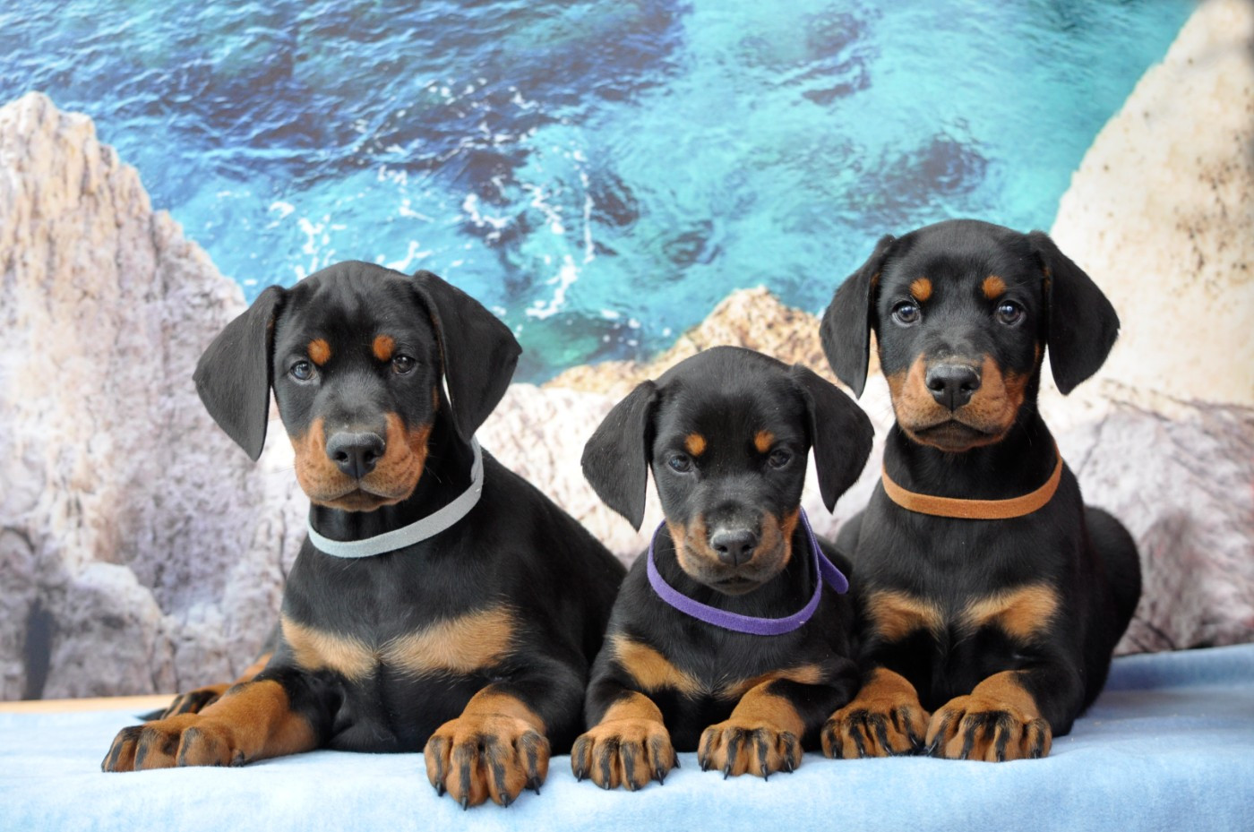 Chiot Dobermann Of devil inside