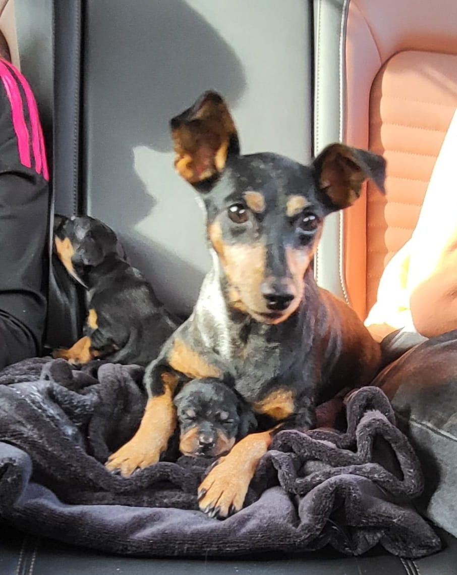 Of devil inside - Chiots disponibles - Pinscher nain