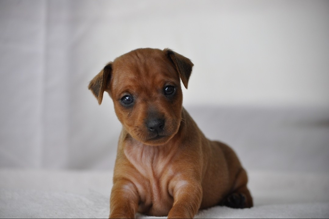 Of devil inside - Chiots disponibles - Pinscher nain