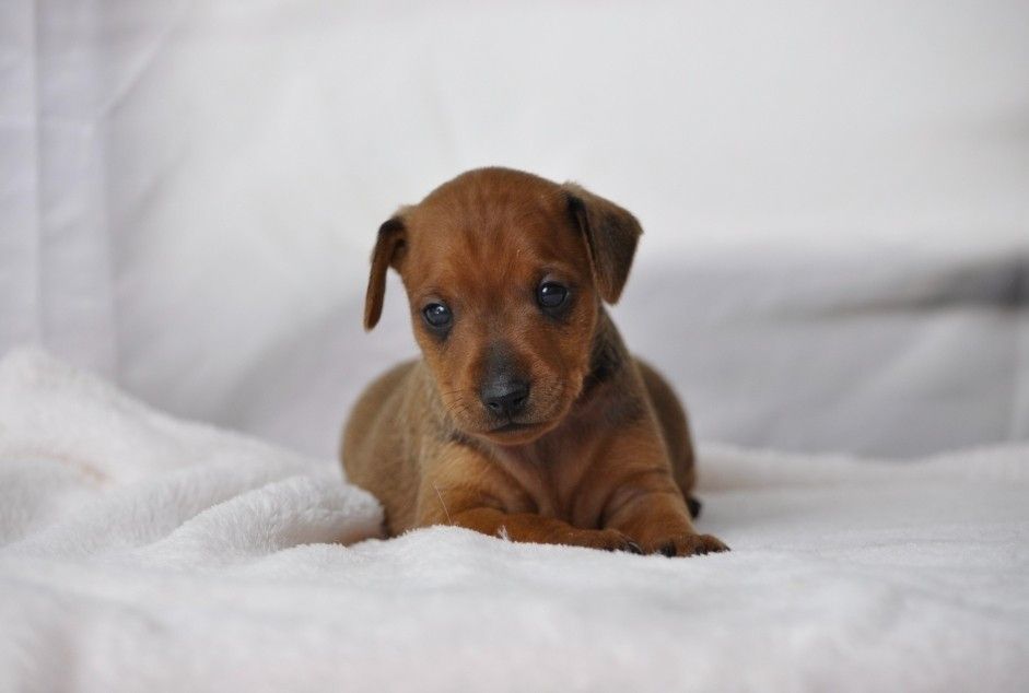 Of devil inside - Chiots disponibles - Pinscher nain