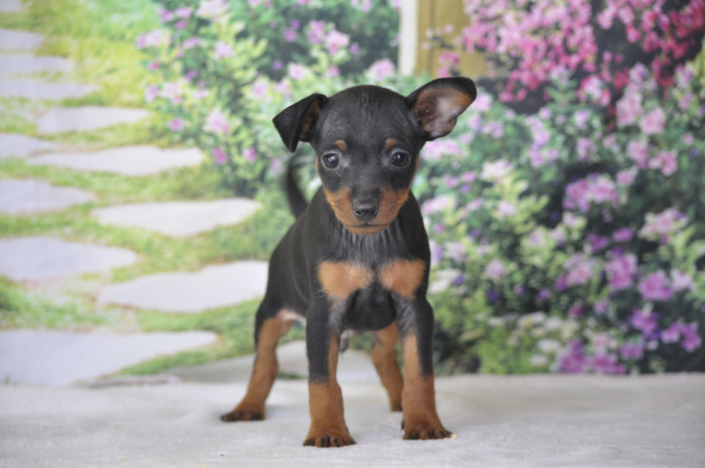 Chiot Pinscher nain Of devil inside