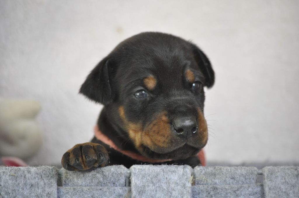 Of devil inside - Chiots disponibles - Dobermann