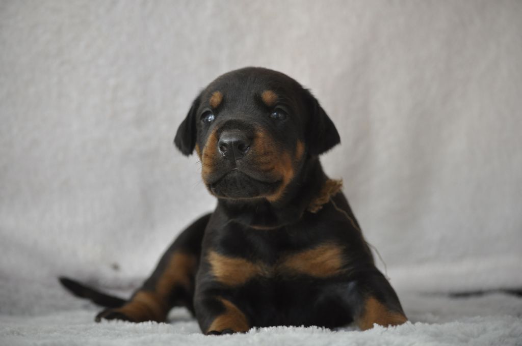 Of devil inside - Chiots disponibles - Dobermann