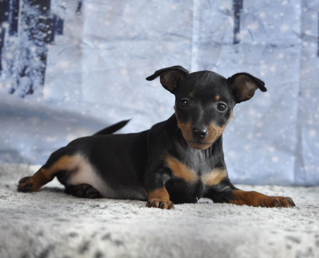 Of devil inside - Chiots disponibles - Pinscher nain