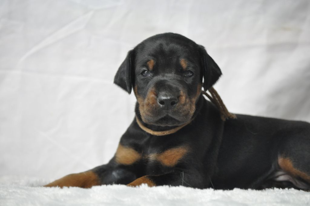 Of devil inside - Chiots disponibles - Dobermann