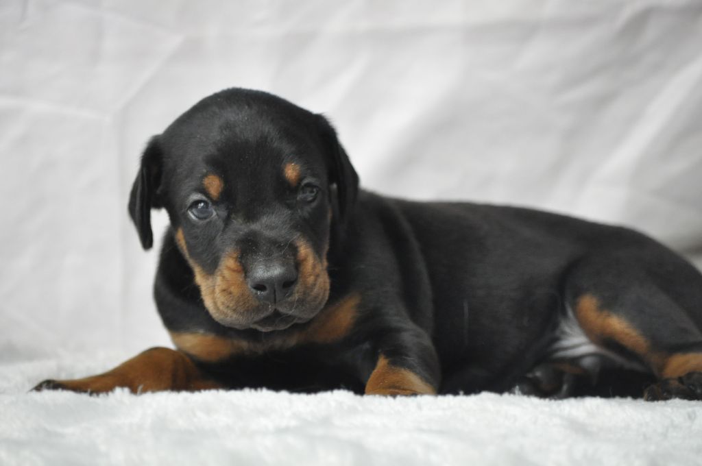 Of devil inside - Chiots disponibles - Dobermann