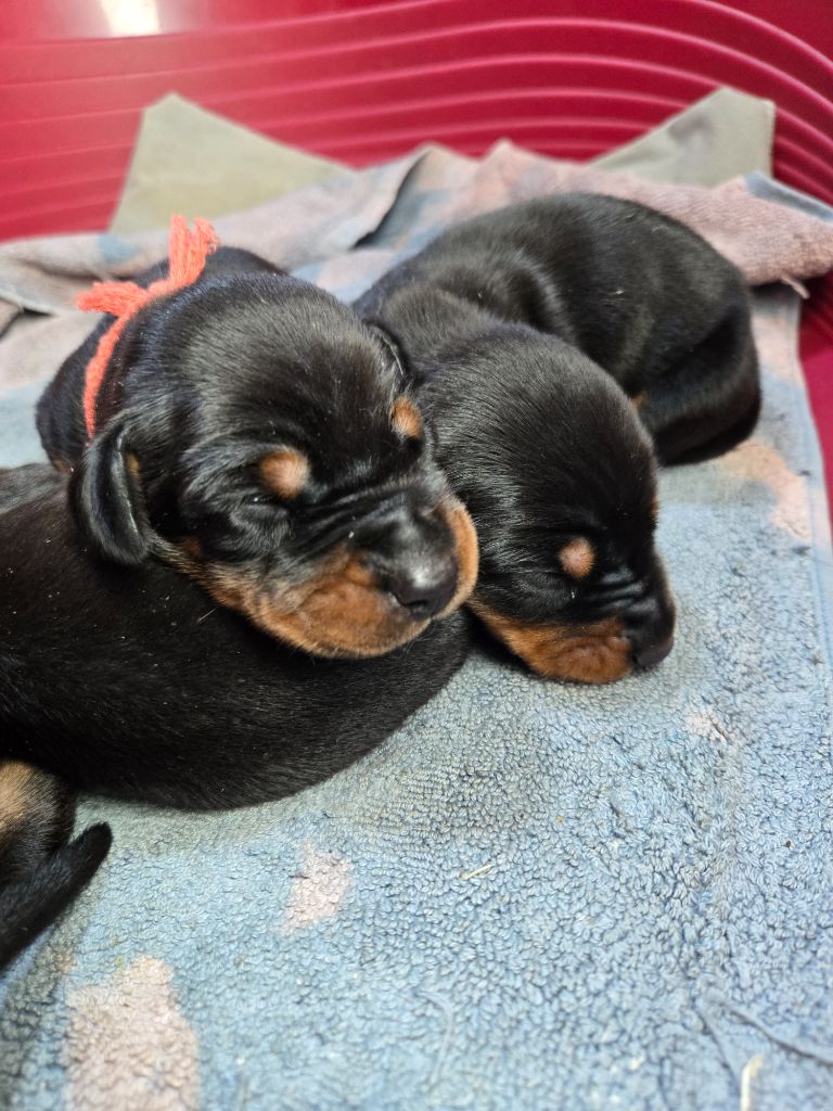 Of devil inside - Chiots disponibles - Dobermann