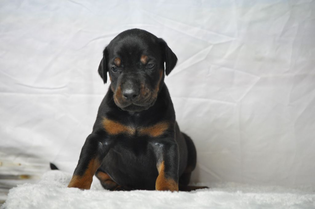 Of devil inside - Chiots disponibles - Dobermann