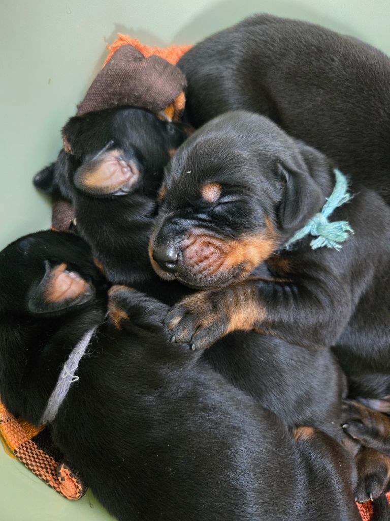 Of devil inside - Chiots disponibles - Dobermann