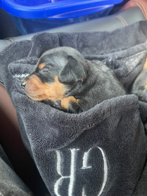 Chiot N°1
