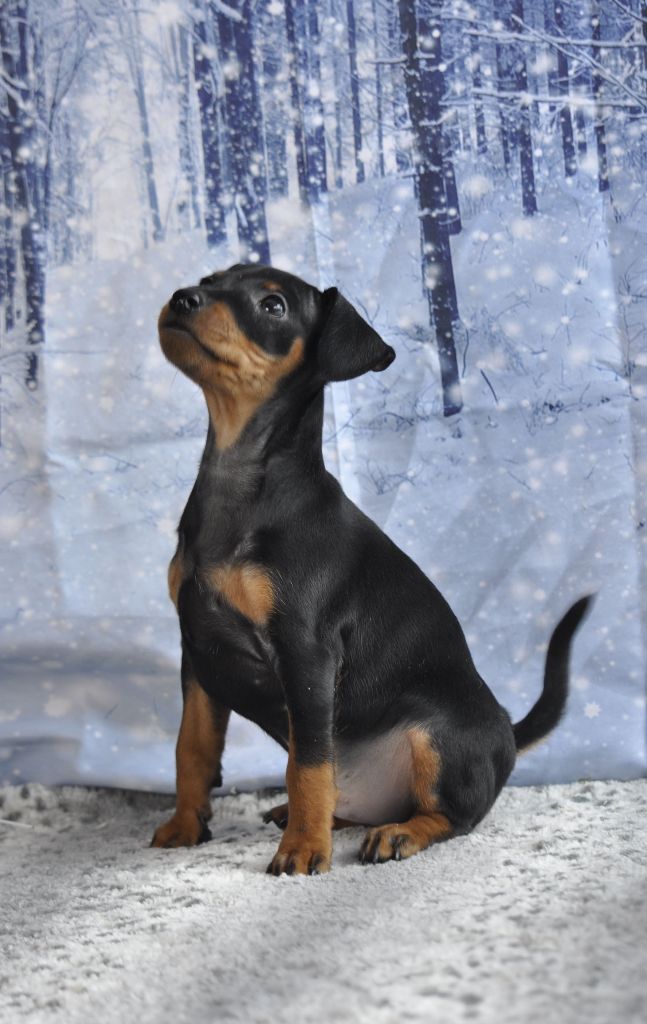 Of devil inside - Chiots disponibles - Pinscher nain