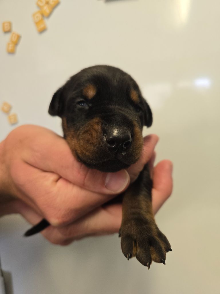 Of devil inside - Chiots disponibles - Dobermann