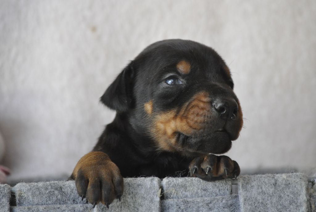 Of devil inside - Chiots disponibles - Dobermann