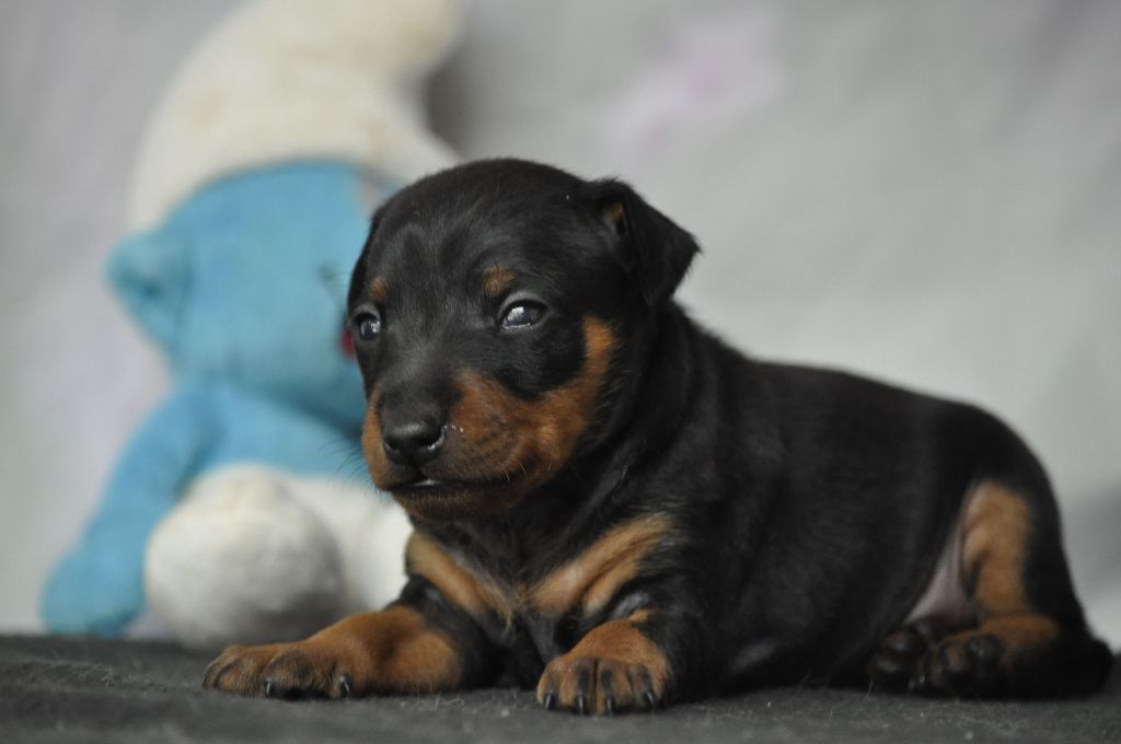 Chiot Pinscher nain Of devil inside