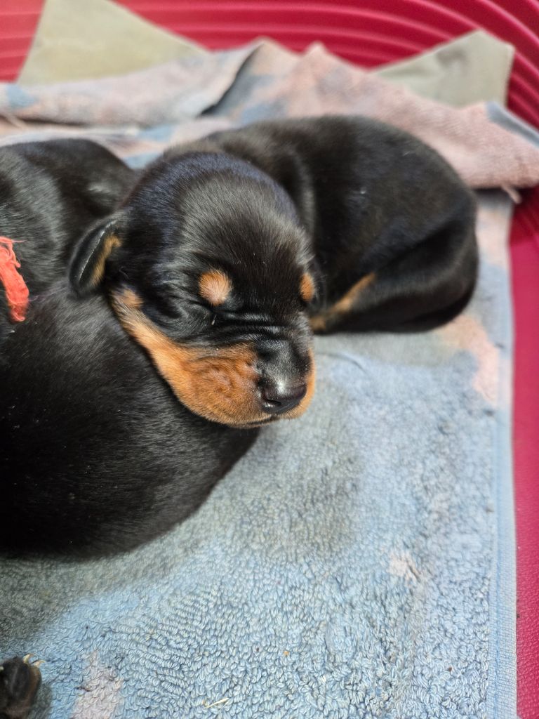Of devil inside - Chiots disponibles - Dobermann