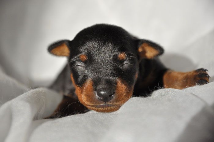 Of devil inside - Chiots disponibles - Pinscher nain