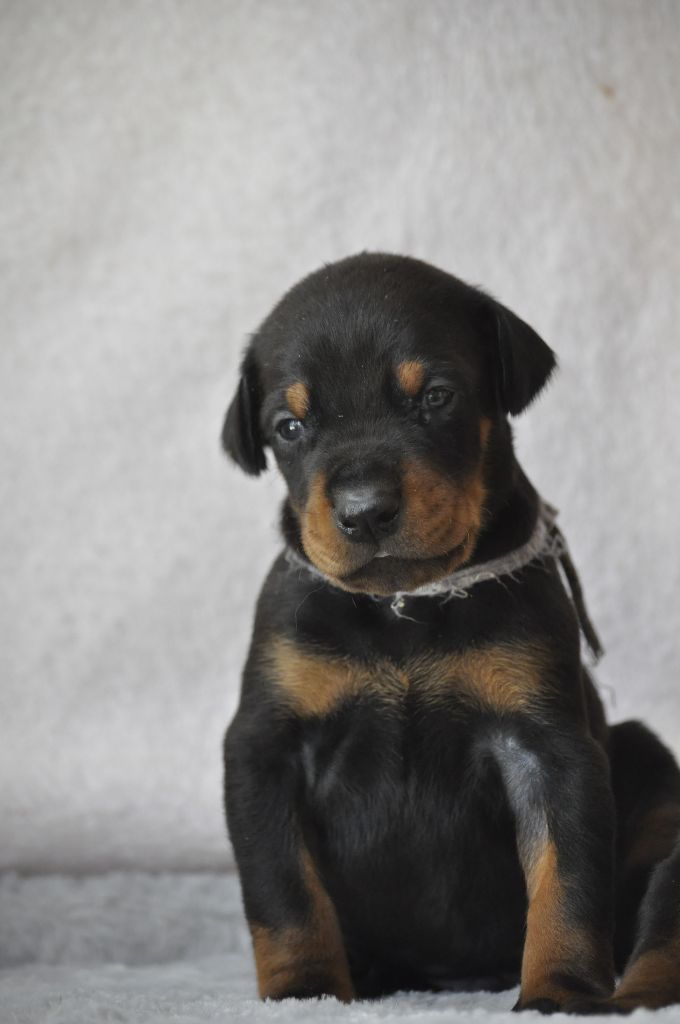Of devil inside - Chiots disponibles - Dobermann