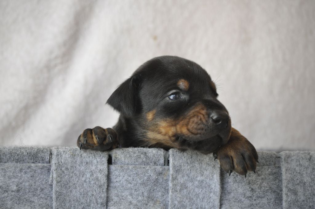 Of devil inside - Chiots disponibles - Dobermann