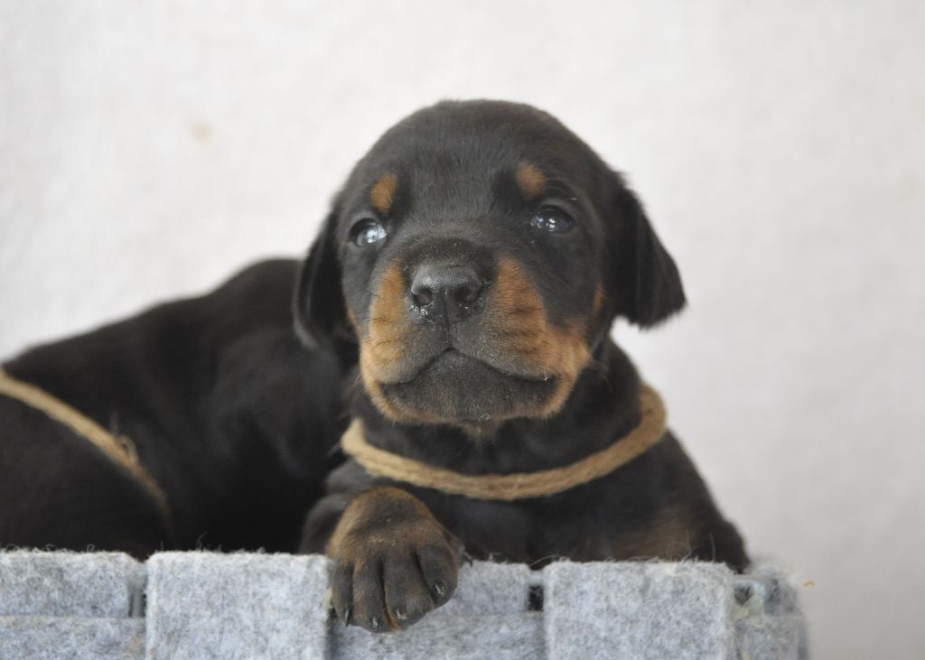 Of devil inside - Chiots disponibles - Dobermann