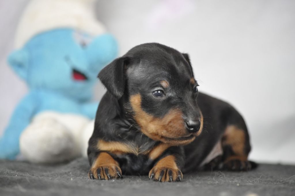 Of devil inside - Chiots disponibles - Pinscher nain